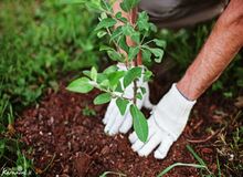 محکومیت یک کارفرما به درختکاری/ باید ۱۵۰۰ درخت بکارد!