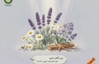 بهترین گیاه برای خواب عمیق چیست؟ معرفی مؤثرترین گیاه دارویی برای داشتن خوابی آرام