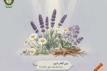بهترین گیاه برای خواب عمیق چیست؟ معرفی مؤثرترین گیاه دارویی برای داشتن خوابی آرام