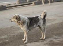 کودک ۴ ساله شوشی مورد حمله‌ی سگ‌های بلاصاحب قرار گرفت