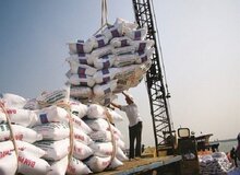 درخواست تداوم ممنوعیت واردات برنج در فصل برداشت سال جاری