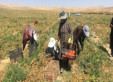 روزانه ۶۵۹ ایرانی، در یک سال گذشته کشاورزی را رها کردند 