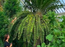 همسریابی با هوش مصنوعی برای تنهاترین درخت جهان