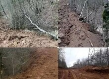 تخلف شرکت برق مازندران در ماجرای قطع درختان جنگل الیمالات/ شرکت توزیع برق مازندران حق واگذاری عرصه به‌منظور ایجاد پارکینگ را نداشته است/حداقل جرم اداره‌کل منابع طبیعی، کوتاهی در انجام وظایف است