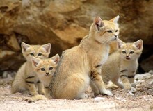گونه کمیاب گربه‌شنی در عباس آباد نایین دیده شد