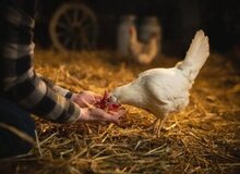 ژاپنی ها زبان مرغ‌ها  را رمزگشایی کردند