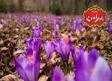 نکاتی خواندنی از سراسر دنیا درباره زعفران