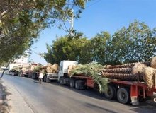 «قطــر» نخل های ایرانی را برای مسابقات جام جهانی فوتبال می خرد/ قیمت هر نخل  ۱ میلیون و ۵۰۰ تا ۳ میلیون و ۵۰۰ 