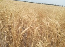 قیمت خرید تضمینی گندم و کاهش قیمت‌ کودهای پایه