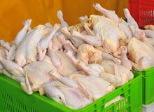 هیچ مشکلی برای گوشت مرغ در ماه محرم نداریم/ قیمت عمده‌فروشی ۷۴۵۰ تومان