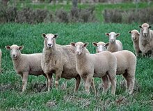 قیمت دام زنده امروز پنجشنبه ۲۳ بهمن ۱۴۰۴/ گوسفند در این منطقه ارزان‌تر است 