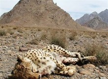 معاون سازمان حفاظت محیط زیست: بیش از ۱۰۰گونه مهره‌دار در فهرست در "معرض خطر انقراض" قرار دارند