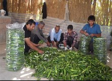 افزایش ۵۰ درصدی قیمت خیار در تابستان امسال
