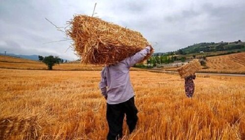 خبر مهم درباره تعیین قیمت جدید گندم/ هاشمی: قیمت گندم نباید از این رقم کمتر باشد