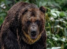 ۲۱ ماه حبس برای شکارچیان خرس سبلان