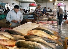 مدیرعامل اتحادیه ماهیان سردآبی: از مهر و آبان امسال شاهد انفجار افزایش قیمت خواهیم بود 