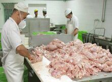 خودداری برخی مغازه ها در سطح شهر تهران از فروش مرغ/ تعزیرات حکومتی: فروش مرغ قطعه بندی شده تا اطلاع ثانوی ممنوع است