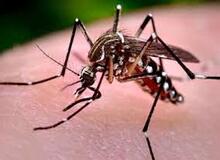 پشه ناقل تب دنگی تاکنون در چهار استان پیدا شده است +ویدیو