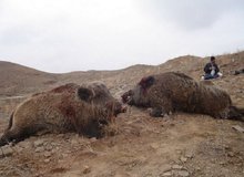 شیوع عجیب گرازخوری در برخی مناطق ایران! | شکارچی: رستوران‌ها از ما گوشت گراز می‌خرند / در باغ‌ها و مزارع فقط گراز شکار می‌کنیم!