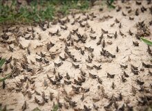 حمله ملخ‌ها به نهبندان/ جهاد کشاورزی خراسان جنوبی: منتظر اعتبارات برای کاهش خسارت هستیم