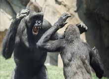 شامپانزه‌ها مانند انسان‌ها از گروه‌های رقیب  جاسوسی می کنند