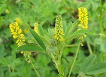 خواص یونجه زرد؛ گیاهی سنتی با پتانسیل مهار آنزیم کلیدی آلزایمر