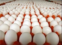 تخم مرغ گران‌تر شد/ هر عدد؛ ۷۰۰ تومان