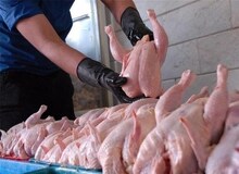 قیمت مرغ در کشتارگاه 9800/ مشکلات کامیون‌داران توزیع مرغ را مختل کرده
