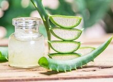 خواص و مضرات گیاه دارویی «آلوئه‌ورا» را بشناسید
