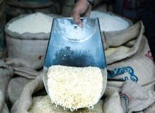 برنج ایرانی ۳۳ هزار تومان صادر شد/ کدام کشورها متقاضی برنج ایرانی هستند؟
