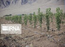 کاشت نهال به یاد قربانیان کرونا در گیلان/ تصاویر