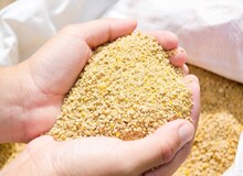 تخصیص ۷۰ هزار تن ذرت به مرغداری‌ها طی ۲۴ ساعت آینده