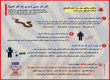 هشدار هجوم مارهای سمی به مناطق سیل زده گلستان/ در صورت مشاهده مار چه کار کنیم؟