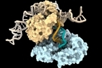 دانشمندان راهی عجیب برای ساخت DNA کشف کردند | ساخت ملکول وراثت، بدون الگو برای نخستین بار