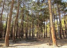 طغیان سوسک پوست‌خوار در چیتگر/صدور مجوز حذف درختان آفت‌زده با شهرداری نیست