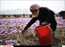 پشت پرده مافیای زعفران ایران چه کسانی قرار دارند؟

