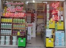 مرگ یک دختر ۷ساله به دلیل شپش سر/ مادرش از سم کشاورزی استفاده کرده بود!