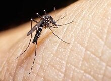 سه مورد ابتلا به تب دِنگی در بندرلنگه ثبت شد