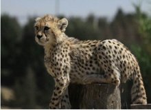 پیروز چالش سرمای تهران را چگونه تحمل می کند؟