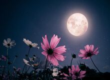 امشب ماه صورتی می‌شود