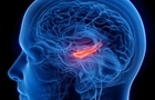 افسردگی با کوچک‌ترشدن بخشی از مرکز حافظه در مغز مرتبط است