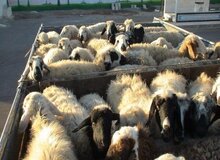 ۲۰ میلیون راس دام روی دست دامداران ماند/ رئیس شورای تامین دام کشور: دولت می خواهد دامداران را از صادرات محروم کرده و خودش صادر کننده شود