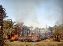 ۲۰ هزار نخل در آتش سوزی اروندکنار نابود شد 