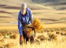 صدای نمایندگان مجلس درآمد/ دولت هنوز پول کشاورزان را پرداخت نکرده است