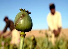۳ کیلو تریاک در کیسه برنج کشف شد/ توزیع کننده مواد یک زن بود
