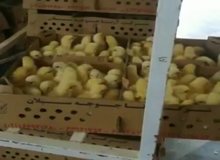 عضو اتاق بازرگانی ایران مطرح کرد؛ ۴۵ میلیون جوجه در آستانه معدوم سازی