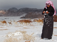 بارش برف در عربستان؛ شترها زیر برف! + فیلم