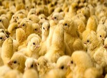 آمادگی کمیته امداد برای دریافت جوجه یک روزه
