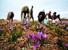 نایب رئیس شورای ملی زعفران خبر داد؛آغاز برداشت زعفران نوبرانه/هر کیلوگرم طلای سرخ حداکثر ۱۰ میلیون تومان