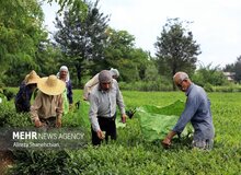 پرداخت مطالبات چایکاران از هفته آینده